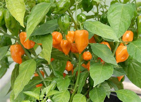 Pimentas habanero: