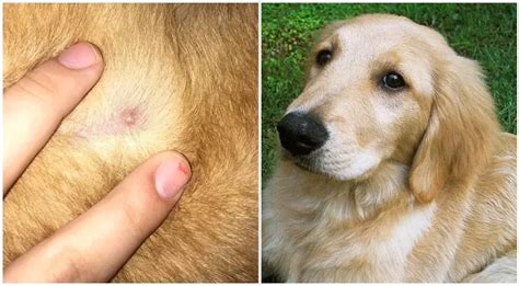 Pimple-Like Bump on Dog: What it is and What to Do About it