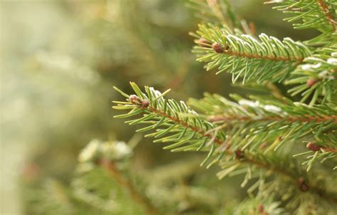 Pine Allergy Symptoms: A Comprehensive Guide