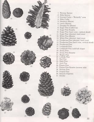 Pine Cone Identification Chart