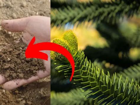 Pine Tree Fertilization: A Comprehensive Guide to 5 Vital Steps