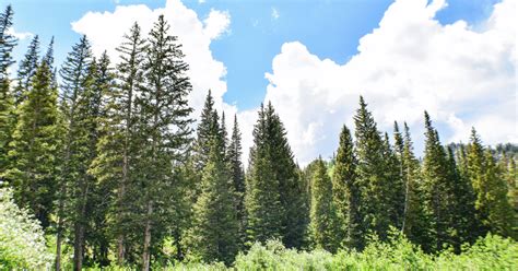 Pine Tree Fertilizing: 4 Essential Nutrient Tricks to Master