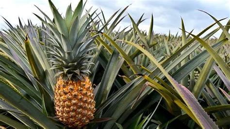 Pineapple Fertilization: A Comprehensive Guide to Maximizing Yields