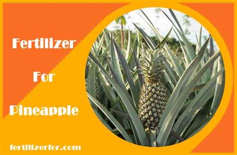 Pineapple Fertilization: The Ultimate 5-Step Guide