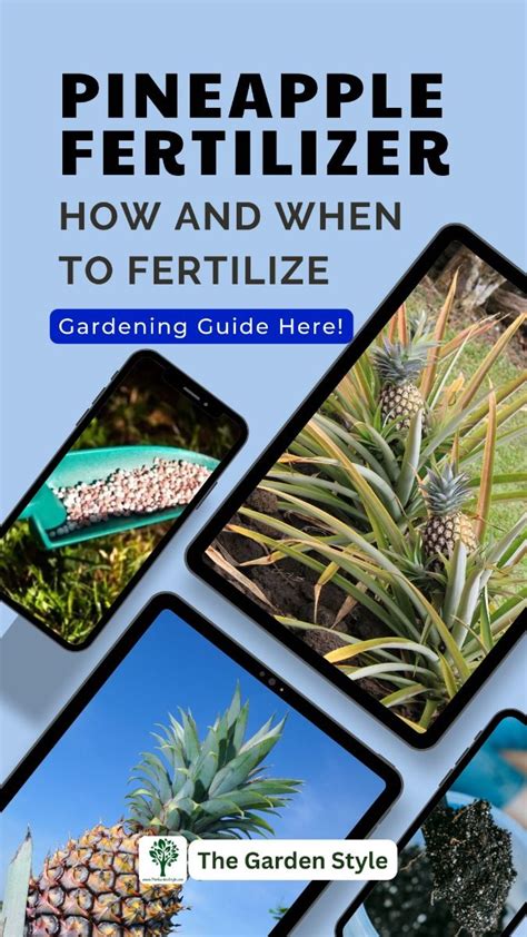 Pineapple Fertilizer: A Growing Guide