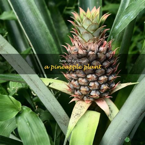 Pineapple Fertilizer: The Ultimate Guide to Growing Sweet and Juicy Pineapples