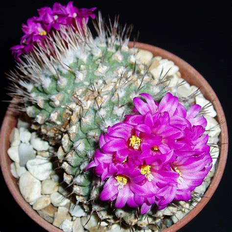 Pink-Flowered Cactus Species