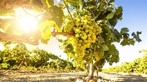 Pinoso: The Ultimate Guide to This Versatile Wine Grape