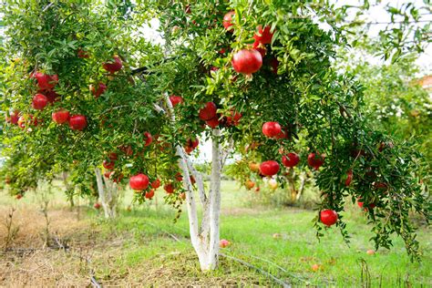 Pinosos: Cultivo, Elaboración y Beneficios para la Salud