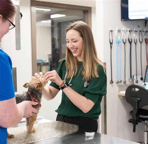 Piper Heritage Vet Clinic: 10,000+ Animal Care Insights