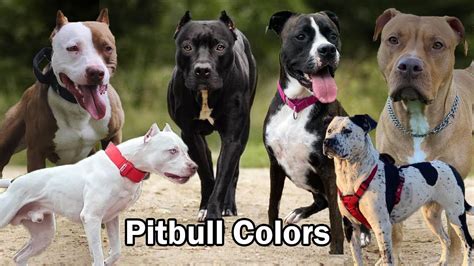 Pit Bull Colors: Unlocking the Spectrum of Rarity and Significance