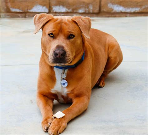 Pit Bull Mix Breeds: The Ultimate Guide