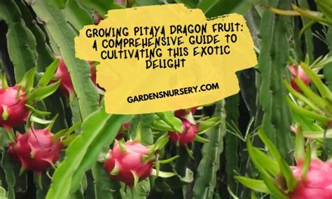 Pitaya Fertilizer: A Comprehensive Guide for Optimal Dragon Fruit Production