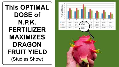 Pitaya Fertilizer: A Comprehensive Guide to Boosting Dragon Fruit Yield by 120%