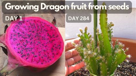 Pitaya Fertilizer: A Guide to Growing the "Superfruit"