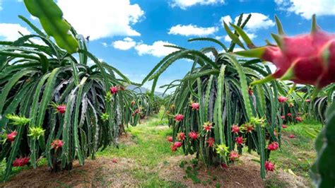 Pitaya Fertilizer: A Guide to Optimizing Dragon Fruit Production