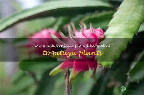 Pitaya Fertilizer: The Ultimate Guide to Boosting Fruit Production