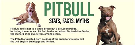 Pitbull Facts and Statistics