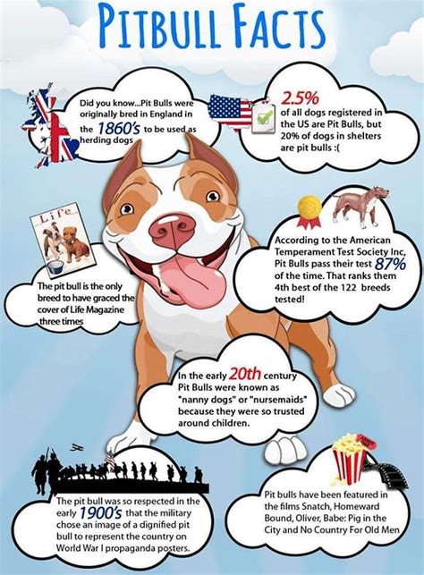 Pitbull Rescue Statistics