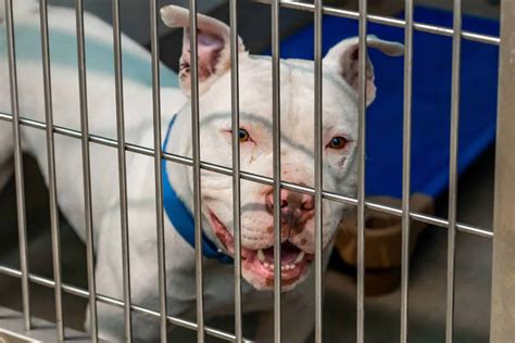 Pitbull Shelters: A Haven for Misunderstood Pups