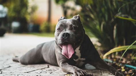 Pitbull Terrier Lifespan: Everything You Need to Know