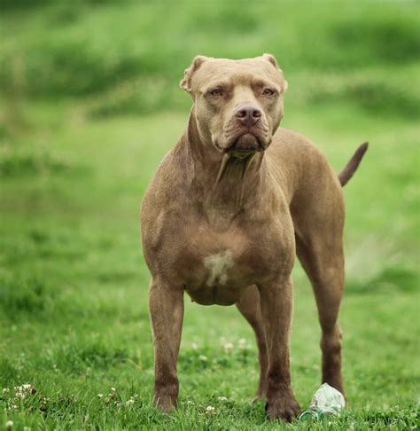 Pitbulls: A Comprehensive Guide to Acquisition Costs