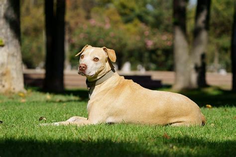 Pitbulls: Unveiling the True Nature of the Canine Companions