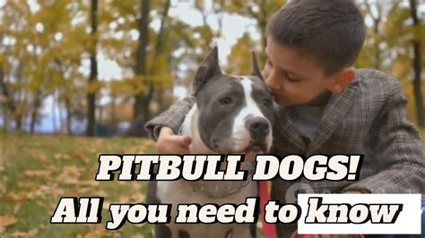 Pitbulls: Unveiling the Truth Behind the Breed's Perception