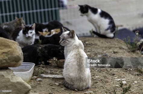 Pitiable Kitties: Understanding and Helping Homeless and Abandoned Cats