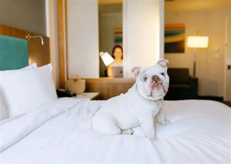 Pittsburgh Hotels that Allow Pets: A Comprehensive Guide for the Pet-Loving Traveler