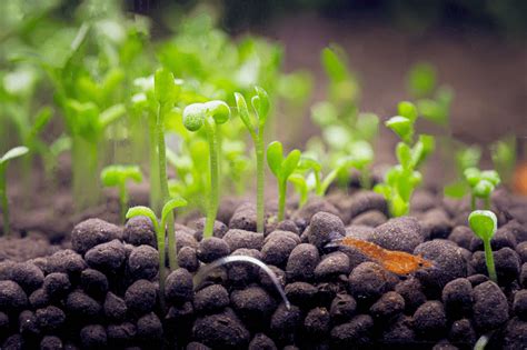 Plant Aquarium Fertilizer: The Ultimate Guide to Nurturing Your Underwater Oasis