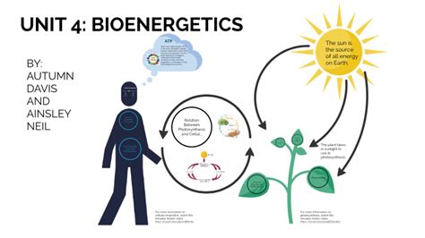 Plant Bioenergetics