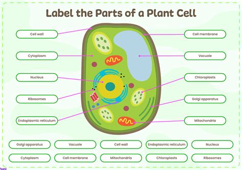 Plant Cell Worksheet Answers Doc