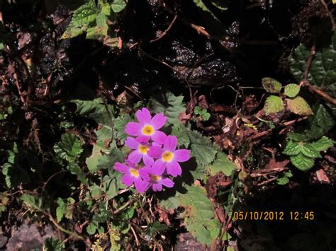 Plant Diversity in Lowes Gori Valley Reader