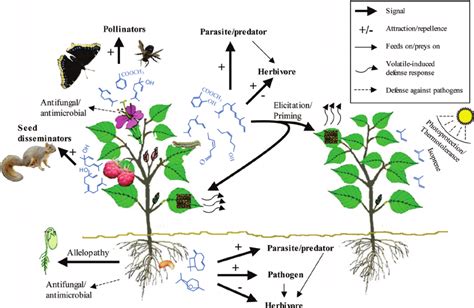 Plant Environment Interaction Epub