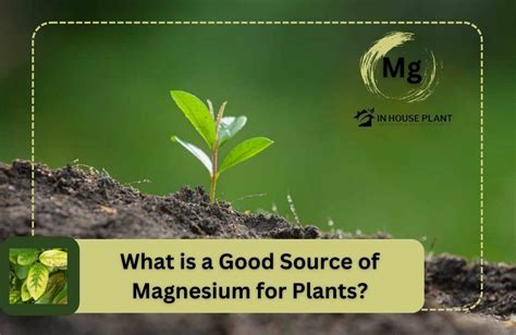 Plant Fertilizer with Magnesium: The Ultimate Guide