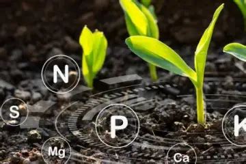 Plant Fertilizer with Magnesium: Unlock the 4-Fold Potential