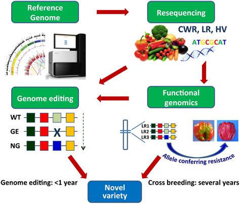 Plant Genomics and Bioinformatics Reader