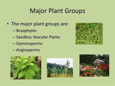 Plant Groups PDF