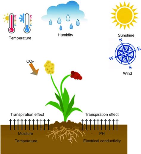 Plant Growth and Productivity