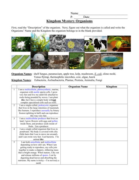 Plant Kingdom Guided And Study Answer Key PDF