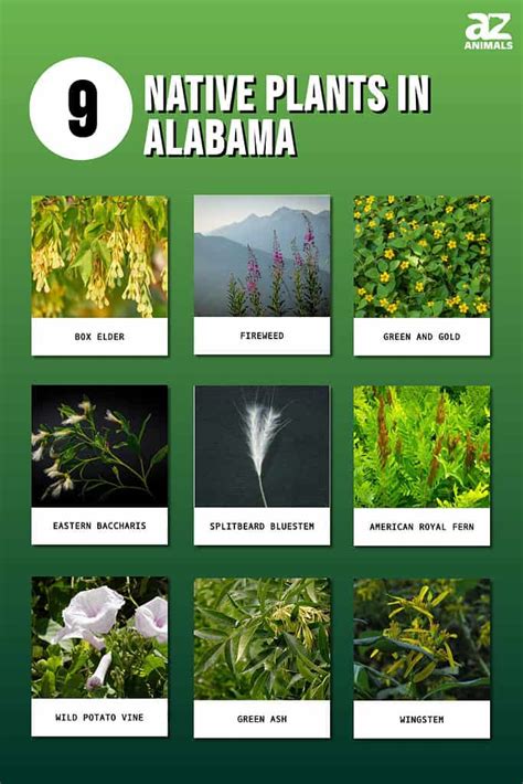Plant Life of Alabama An Account of the Distribution PDF