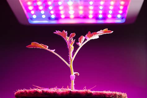 Plant Lighting LED: 10,000+ Character Guide for Perfect Plant Growth