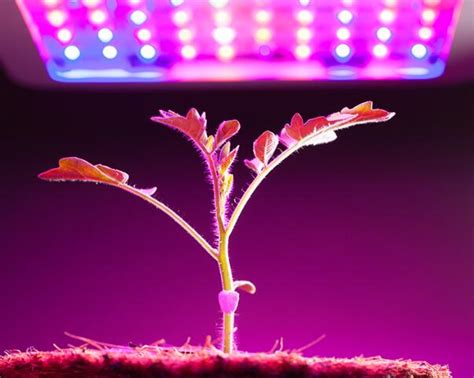 Plant Lighting LED: A Comprehensive Guide to Enhancing Plant Growth