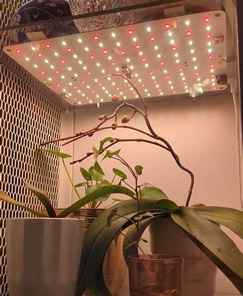 Plant Lighting LED: Unleashing the Power of 2,000 Nanometers