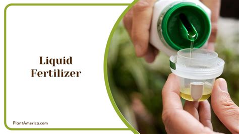 Plant Liquid Fertilizer: Your Complete Guide to Feeding Your Plants