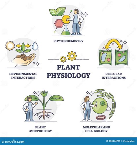 Plant Physiology Doc