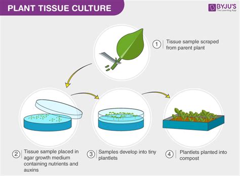 Plant Propagation by Tissue Culture Reader