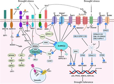 Plant Protein Kinases Reader