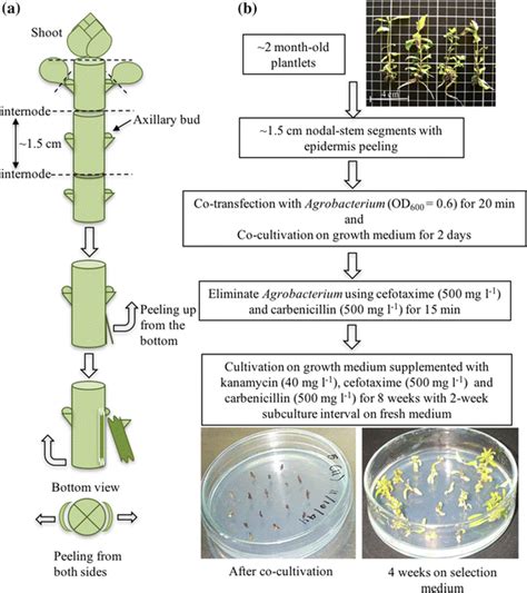 Plant Selection and Preparation